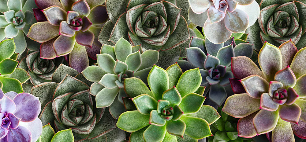 Seven beautiful and easy to care for houseplants