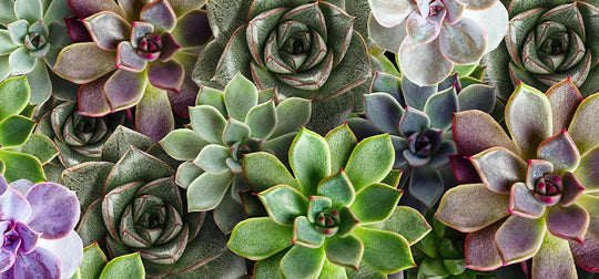 Vanderwees Garden Gallery photo 8