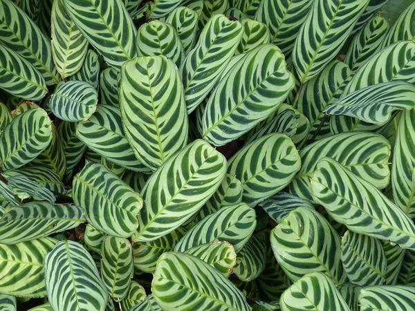 Caring for Tropical Foliage Plants