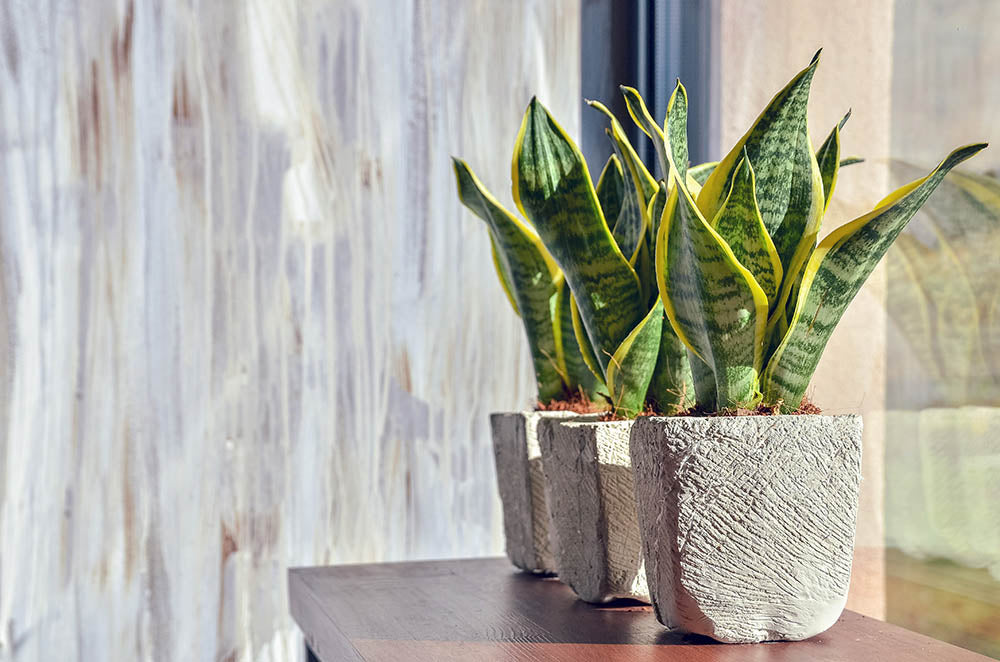 Air Purifying Plants You'll Love For Your Home