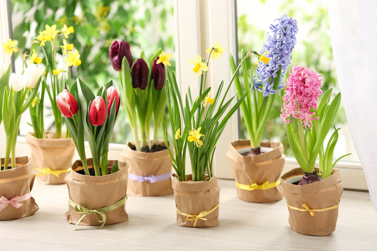 Spring Bulb Glass How to force Spring Bulbs Indoors