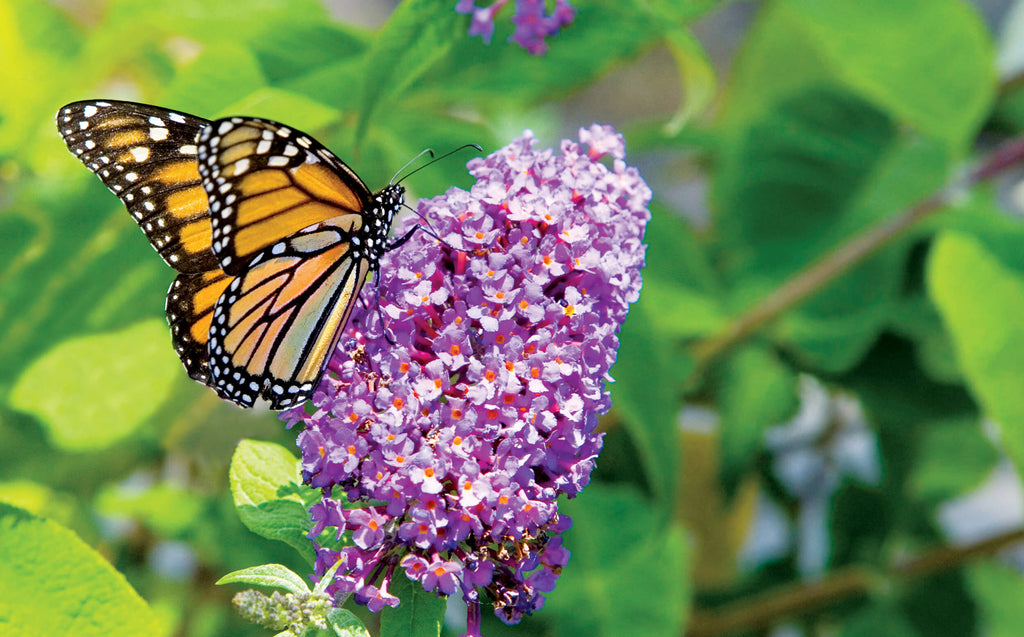 Attracting Butterflies to Your Garden