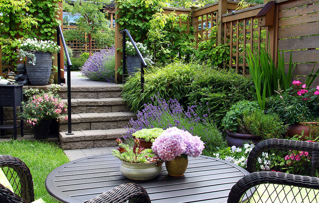 Plant a Drought Tolerant Garden