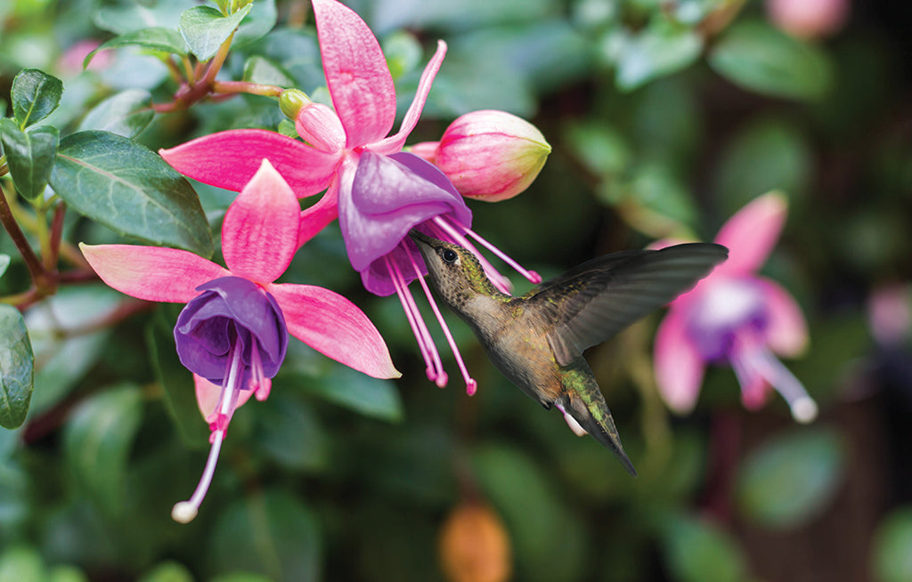 Create a Home for Hummingbirds in Three Simple Steps