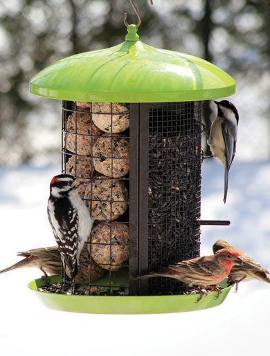 Inviting Birds To You Garden