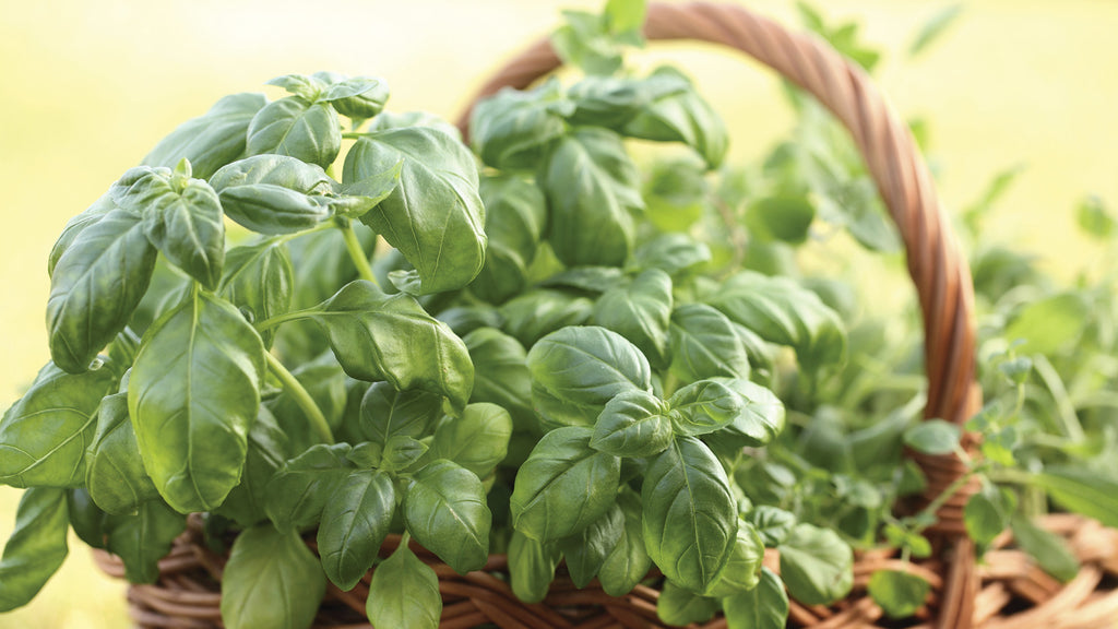 5 Easy Herbs to Grow at Home