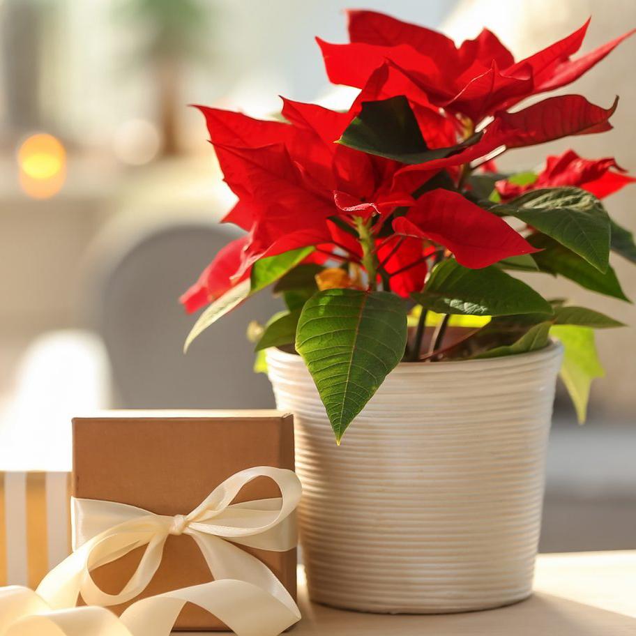 Home Care for your Poinsettia